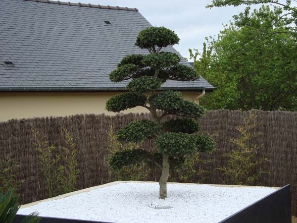 Ilex crenata rennes